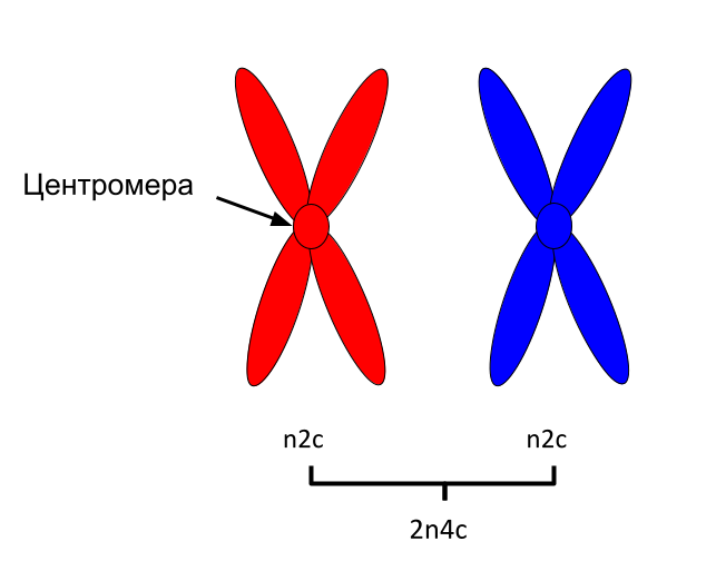 Хромосомный набор в интерфазу