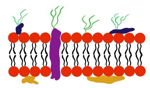 Биологические мембраны: строение и функции