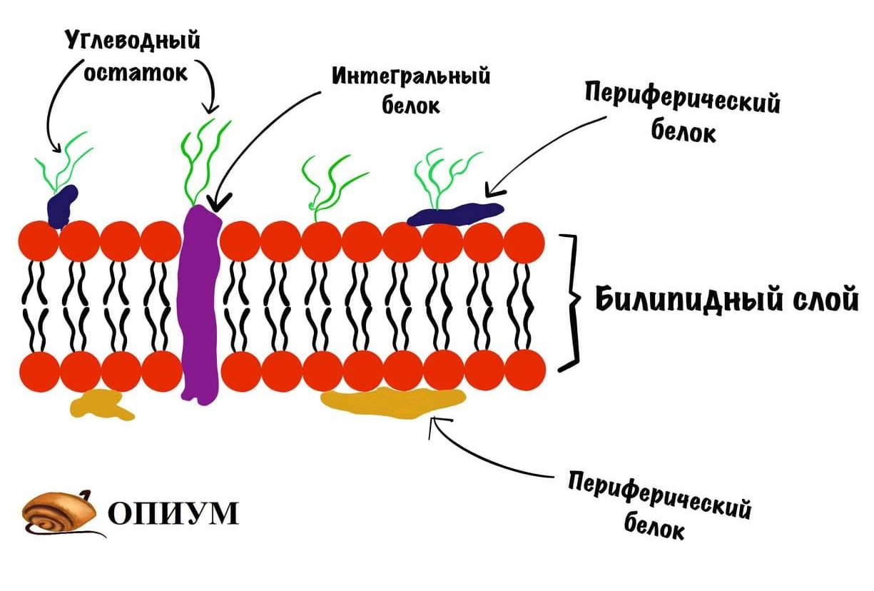 Мембрана клеток включает. Плазмалемма билипидный слой. Строение клеточной мембраны. Наружная клеточная мембрана рисунок. Клеточная мембрана рисунок и функции.