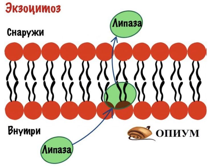 Транспорт питательных веществ бактерий. Транспорт питательных веществ. Экзоцитоз транспорт веществ. Транспорт веществ через мембрану экзоцитоз. Транспорт питательных веществ в бактериальную клетку.