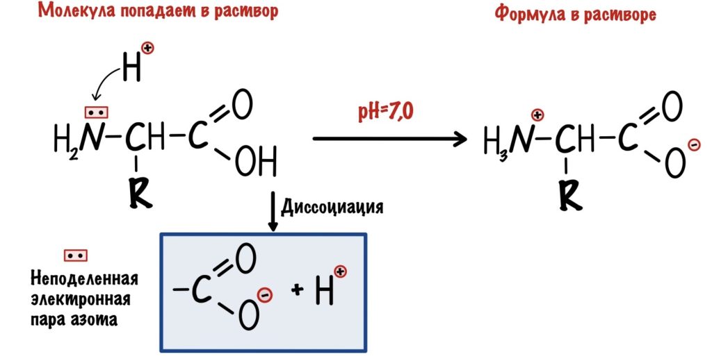 Диссоциация аминокислот в цитоплазме