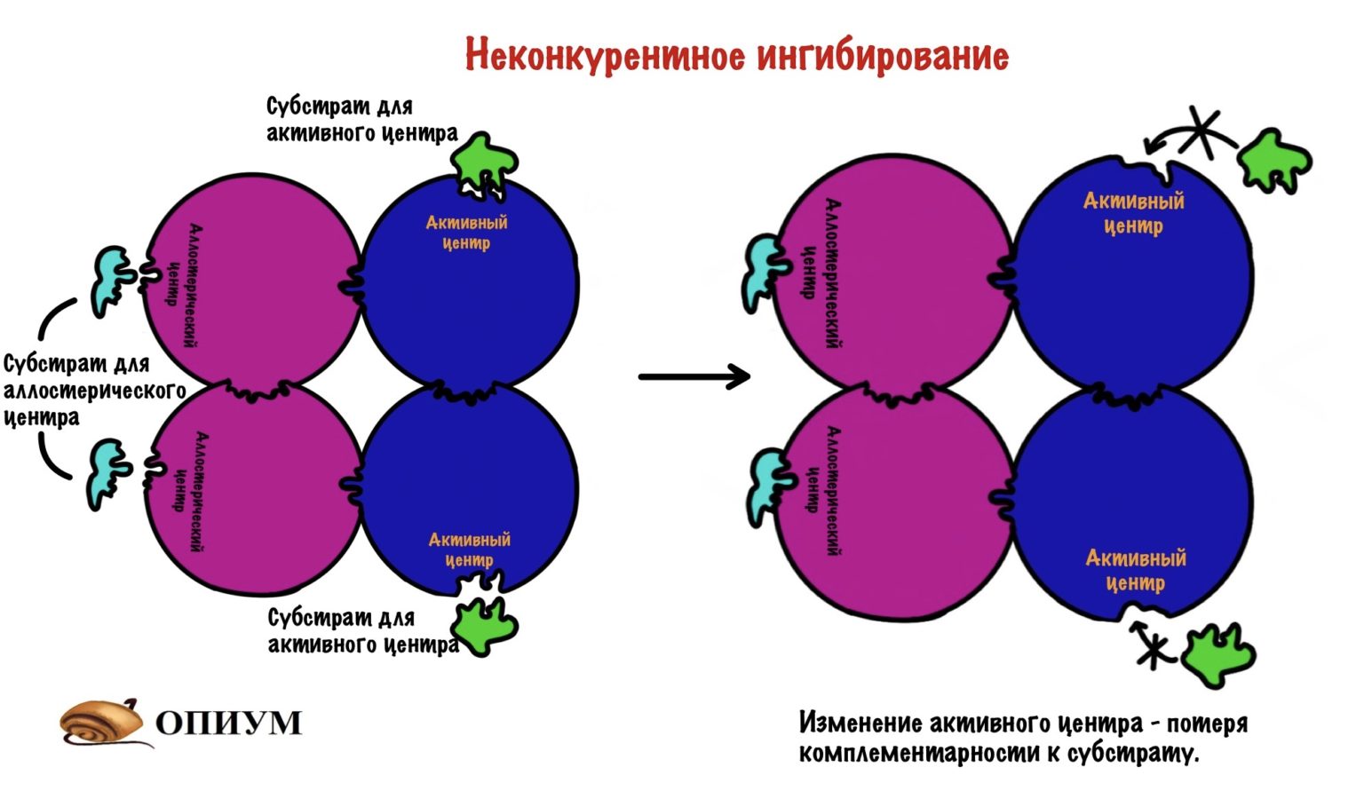 Схема анри ферменты