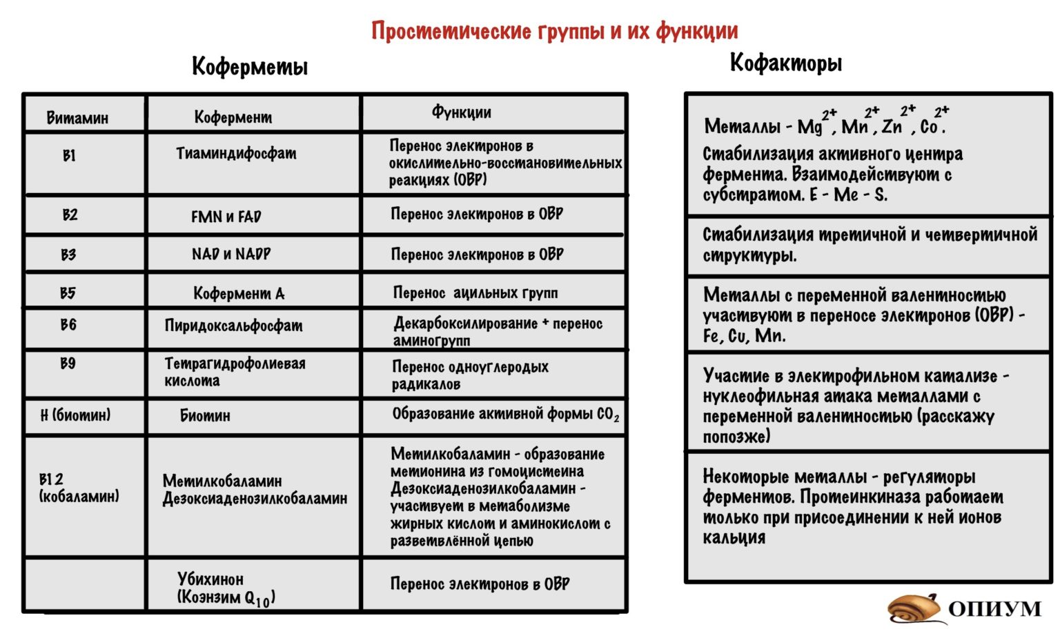 Прочитайте в приложении текст о ферментах выполните описанные там опыты и объясните почему вареный