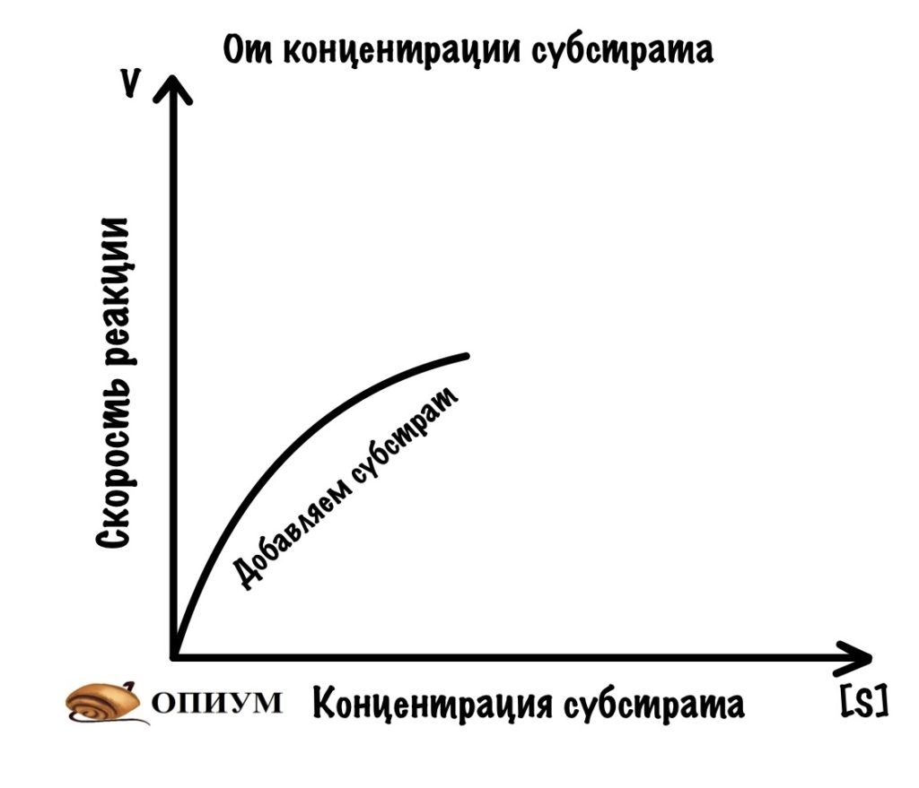 Зависимости скорости фермента от концентрации субстрата