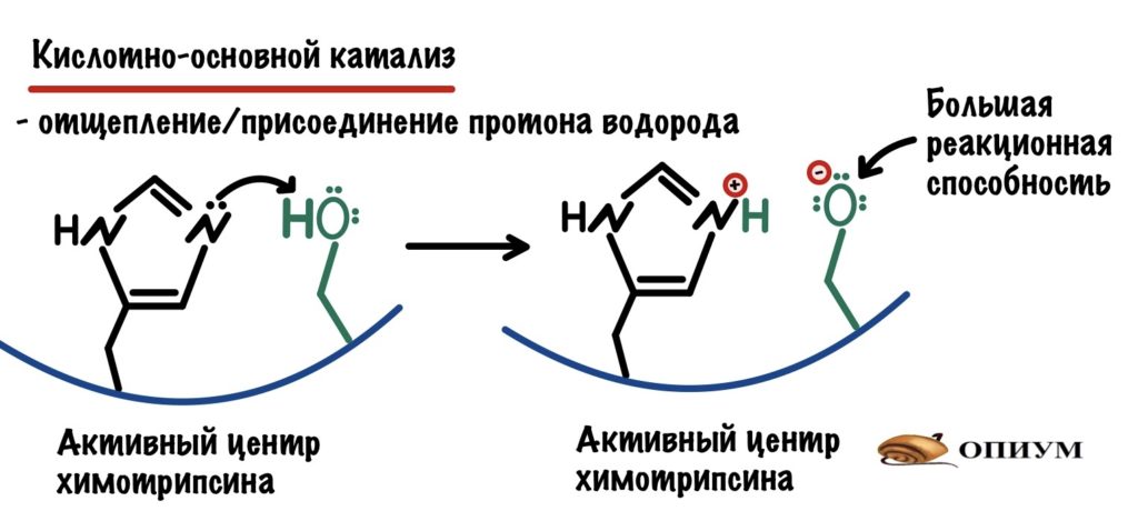 Кислотно-основной катализ в активном центре химотрипсина