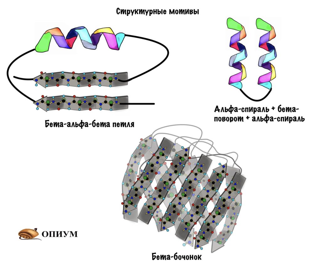 Супервторичная структура белка или структурные мотивы 