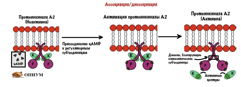 Регуляция ферментов - ассоциация/диссоциация протеинкиназы А2