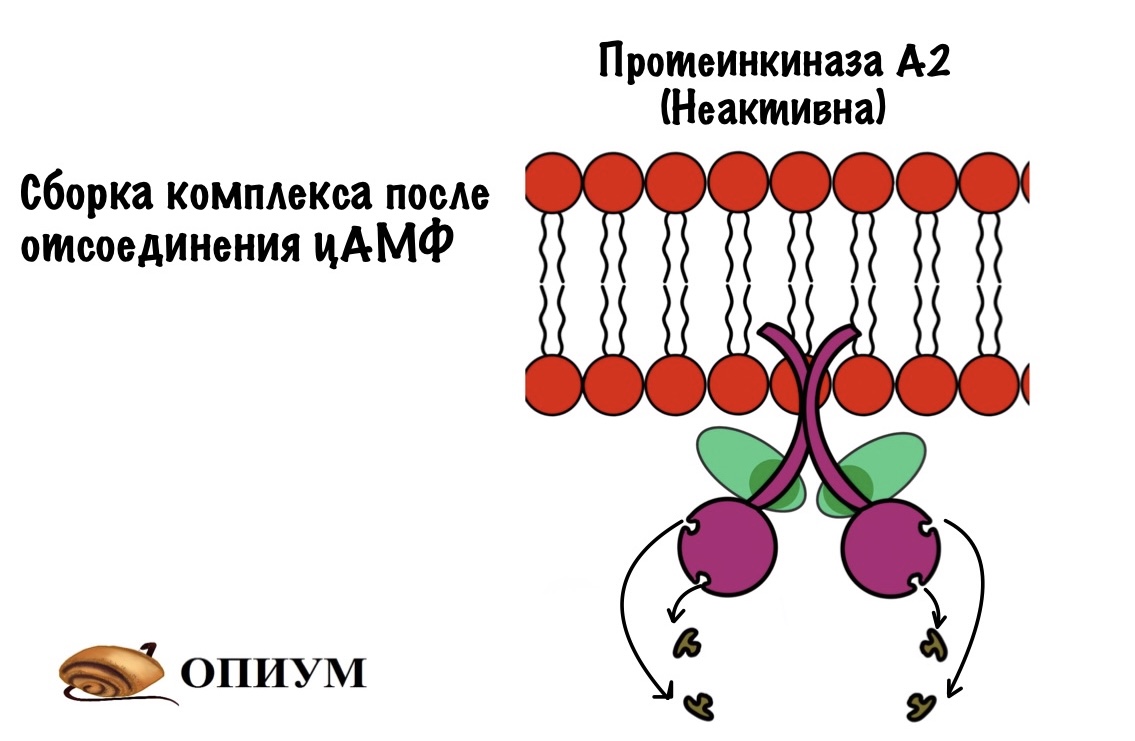Протеинкиназа а. ЦАМФ протеинкиназа. Строение протеинкиназы. Протеинкиназа а строение. Протеинкиназа строение фермента.