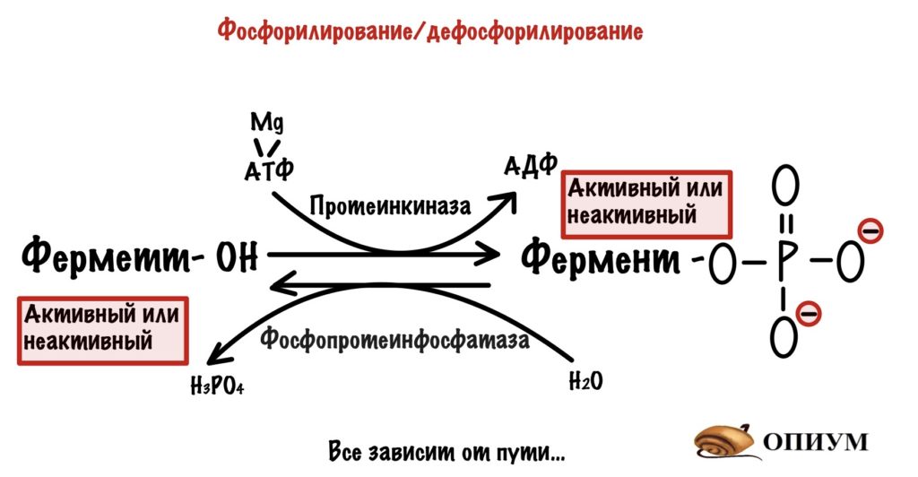 Регуляция ферментов - фосфорилирование/дефосфорилирование 