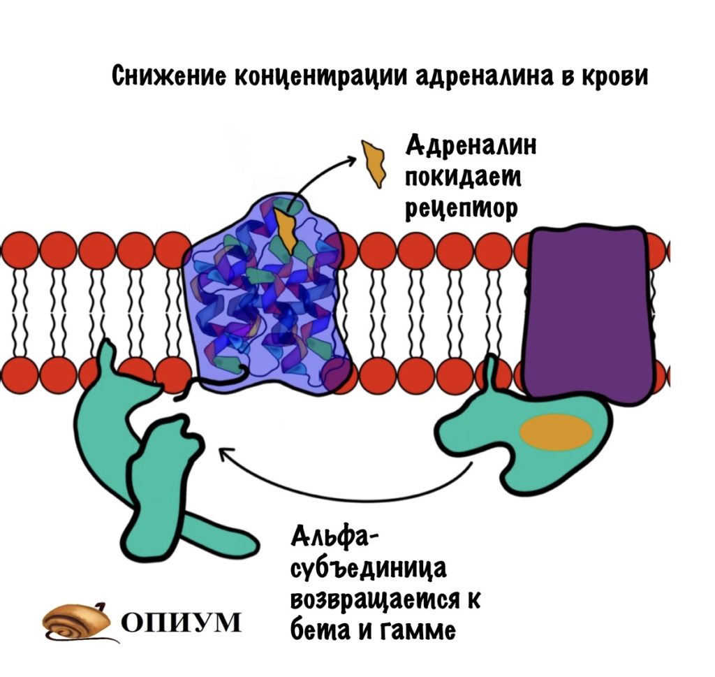 Выключение аденилатциклазной системы G-белка