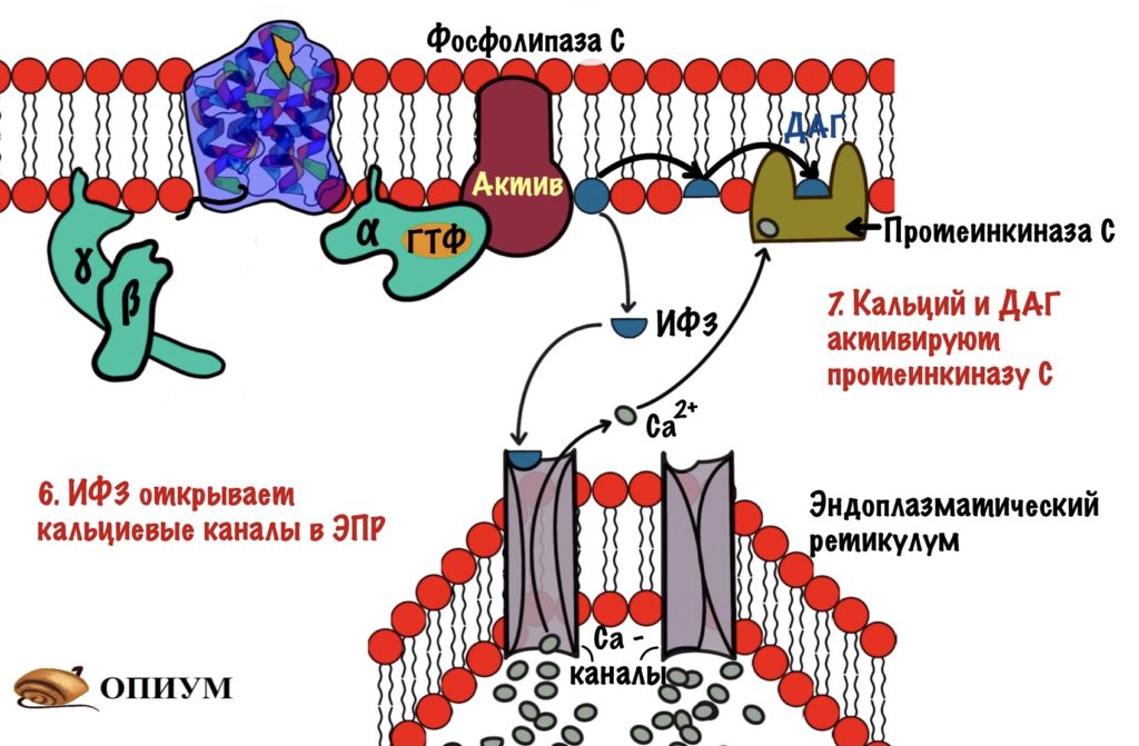 Открытие кальциевых каналов и активация протеинкиназы С