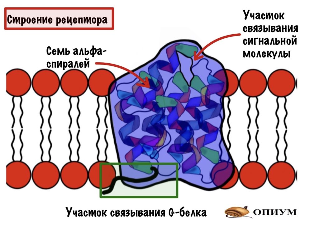 Строение рецептора, связанного с G-белком 