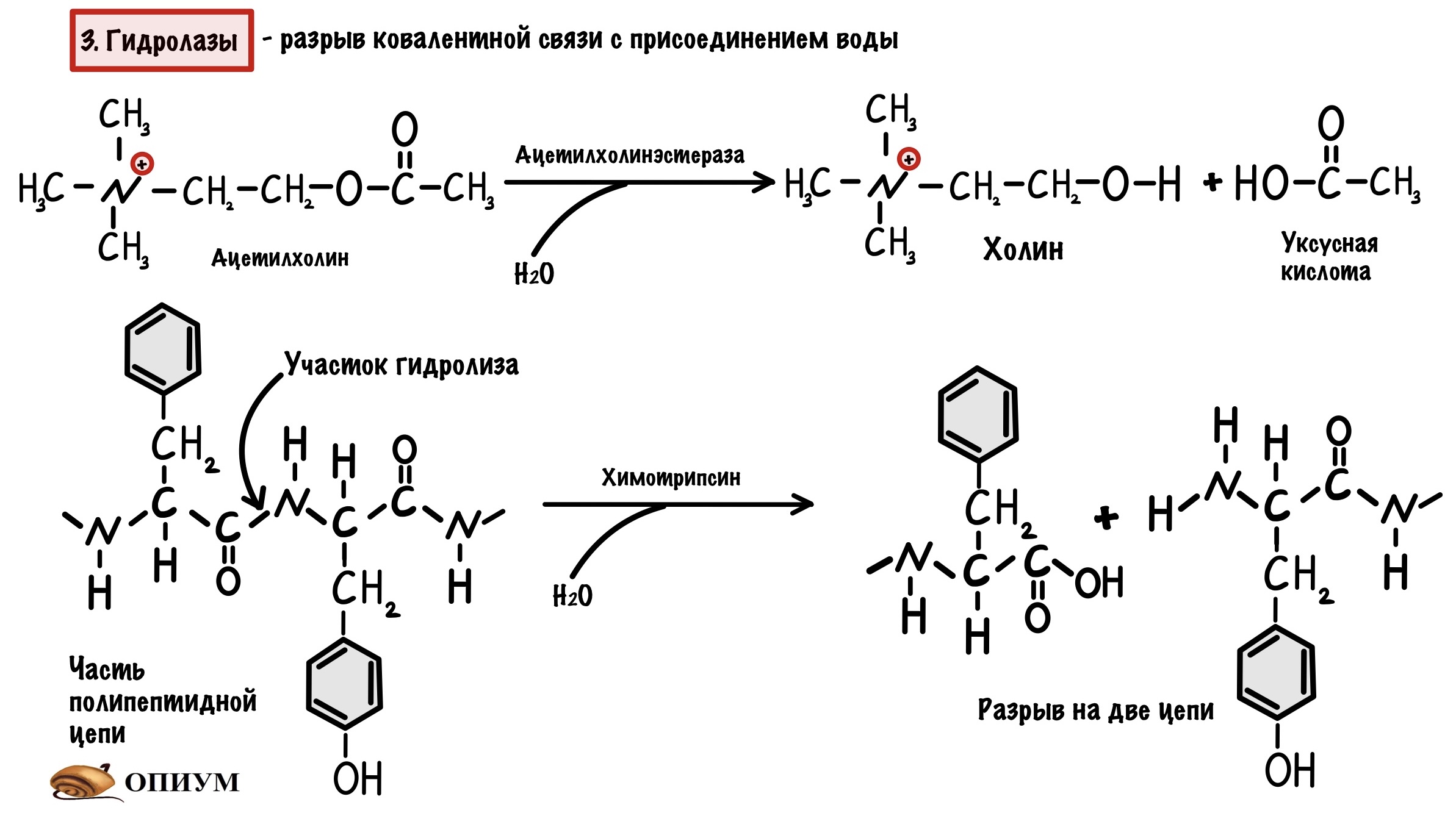 Химическая реакция катализируемая ферментом
