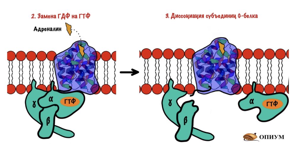 Диссоциация комплекса G-белка 