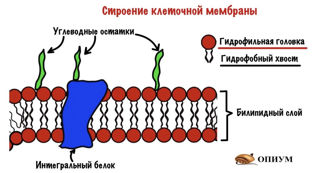 Строение клеточной мембраны 