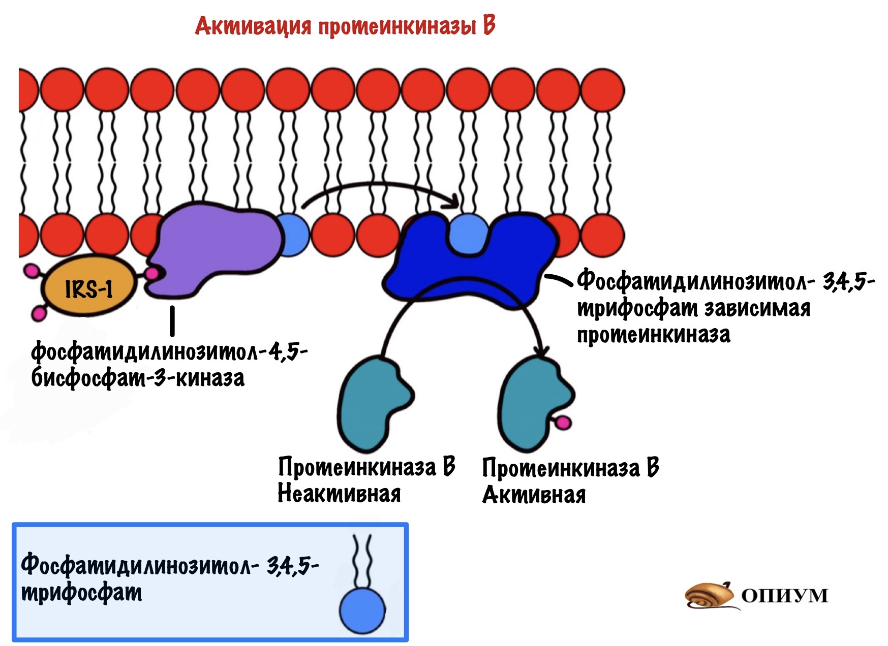 Протеинкиназа а. Рецептор протеинкиназа. Механизм активации протеинкиназы g. Протеинкиназа б. Активация протеинкиназы а.