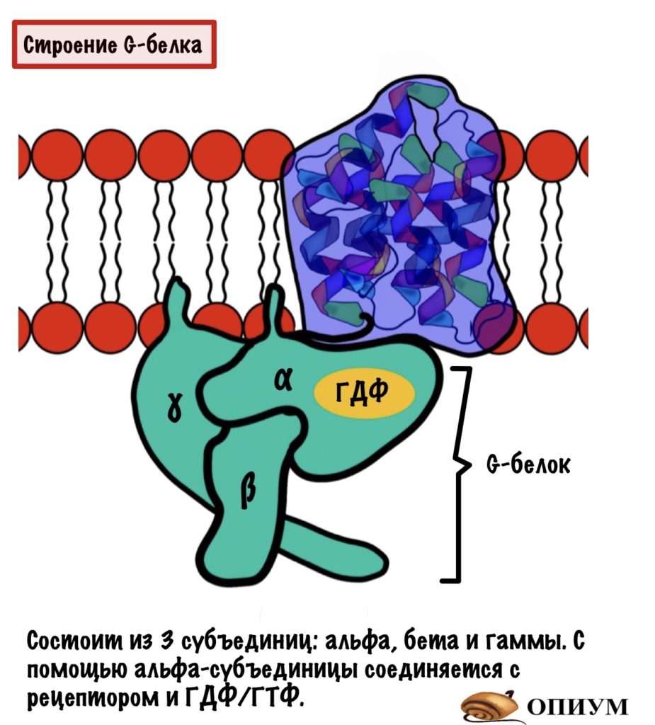 Строение G-белка 