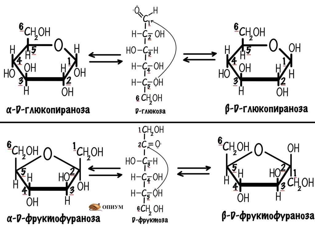 Образование циклических форм моносахаридов