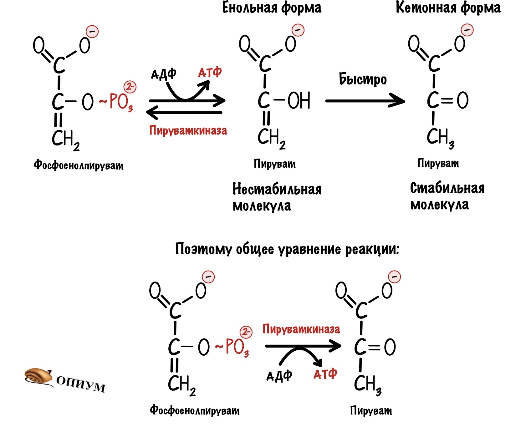 Пировиноградная кислота биополимер. Кето и енольные формы. Енольная форма пировиноградной кислоты. Кето-енольные формы пировиноградной кислоты. Обходные реакции глюконеогенеза.