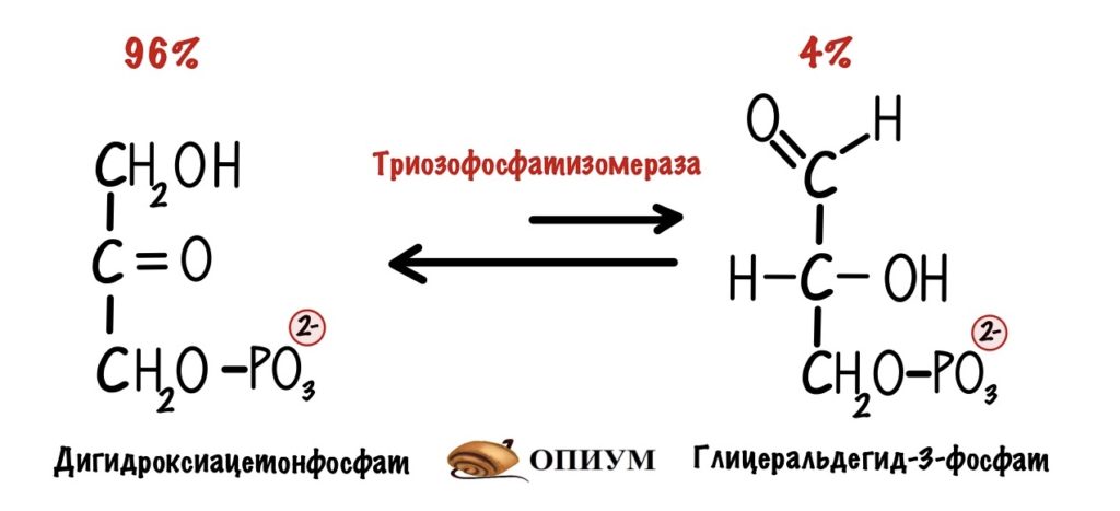 Пятая реакция гликолиза. Фермент - триозофосфатизомераза