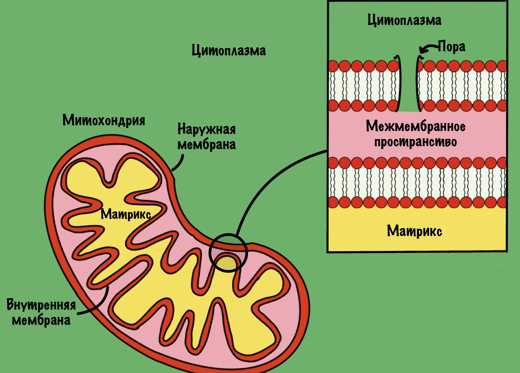 Наружная и внутренняя мембрана клетки. Внутренняя мембрана. Наружная и внутренняя мембрана. Внутренняя и внешняя мембрана. Наружная и внутренняя оболочка мембраны.