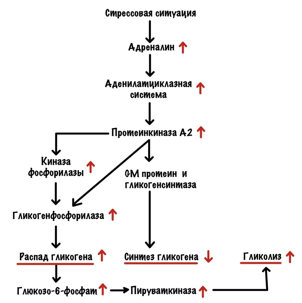 Реципрокная регуляция синтеза и распада гликогена в мышцах