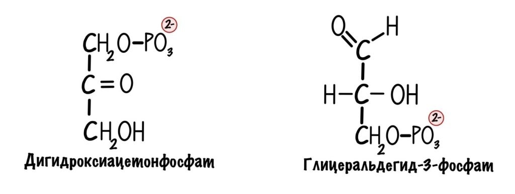 Дигидроксиацетонфосфат и глицеральдегид-3-фосфат 
