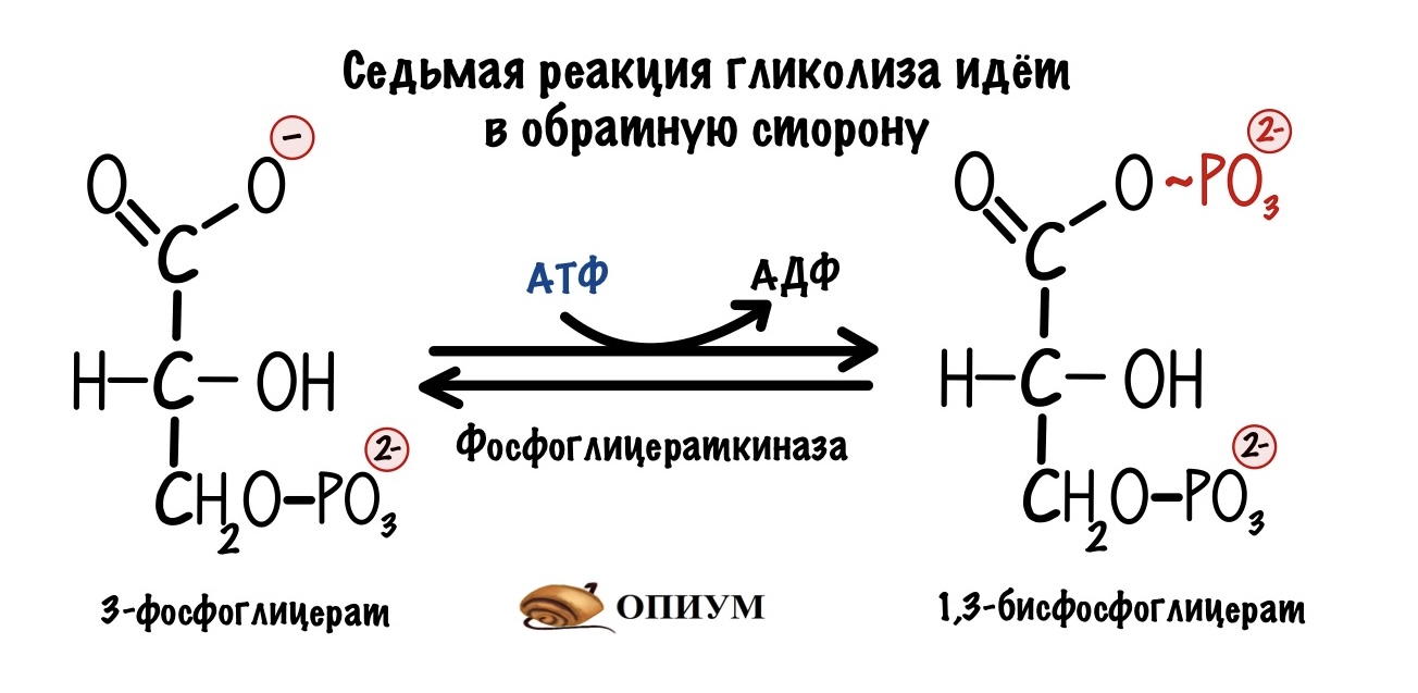 В результате гликолиза образуется атф. Обходные реакции гликолиза. Обходные реакции глюконеогенеза. Глюконеогенез реакции обходной путь. Обходная реакция гликолиза.