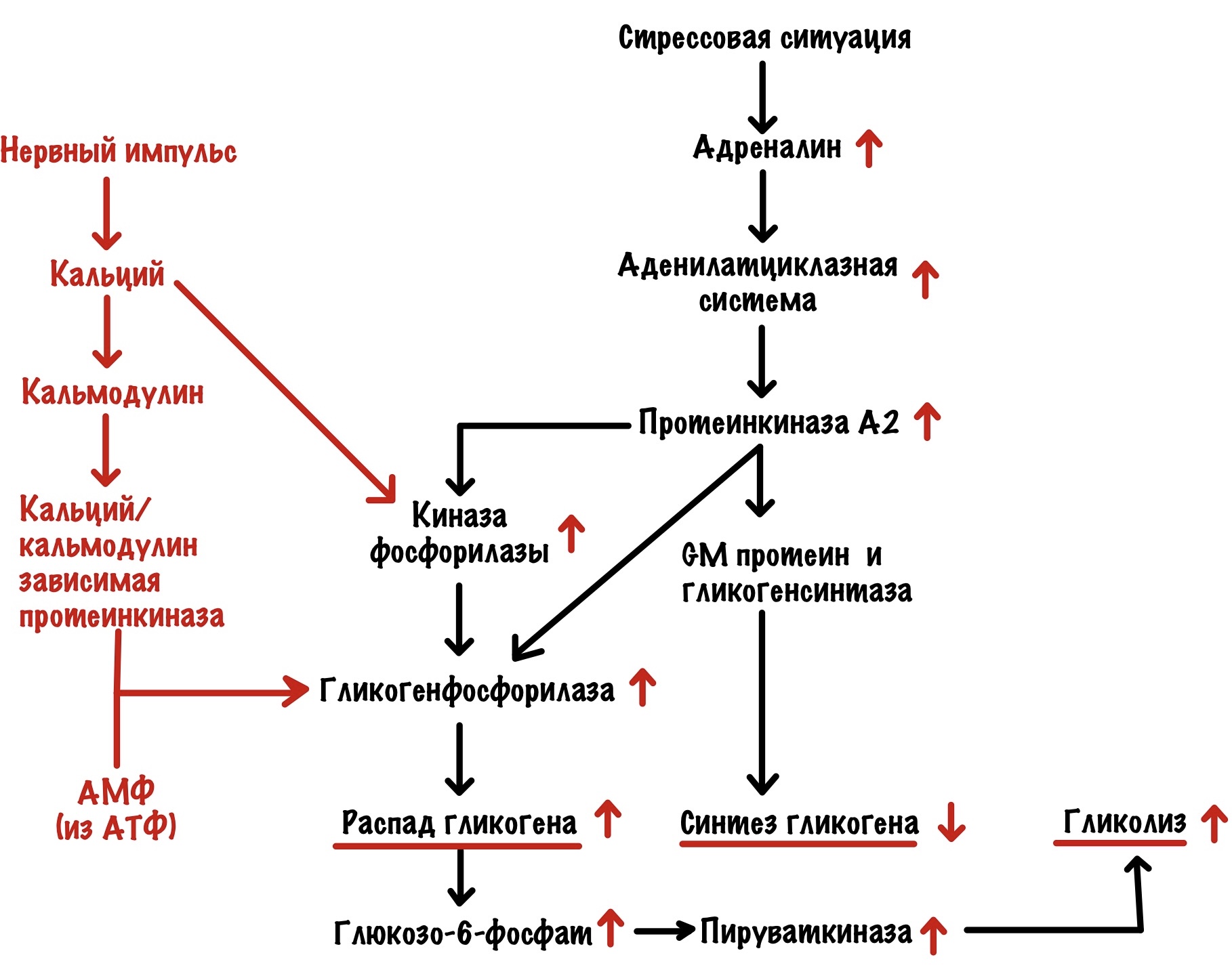Синтез гликогена стимулирует гормон. Регуляция синтеза и распада гликогена в печени и в мышцах. Регуляция синтеза и распада гликогена схема. Механизм регуляции синтеза гликогена. Регуляция распада гликогена в печени.