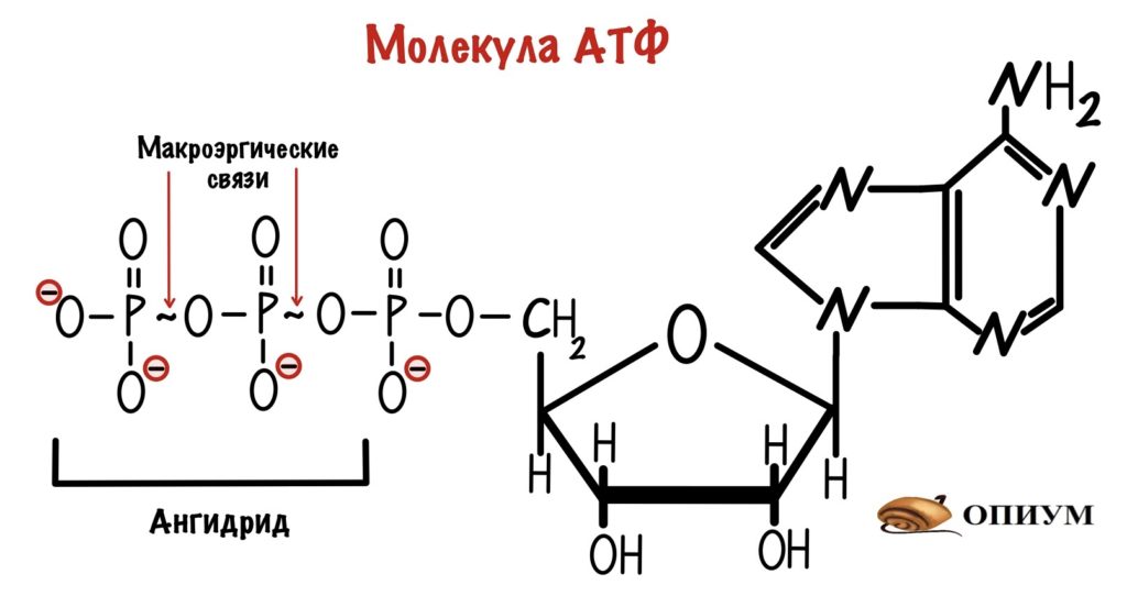Макроэргические связи в молекуле АТФ
