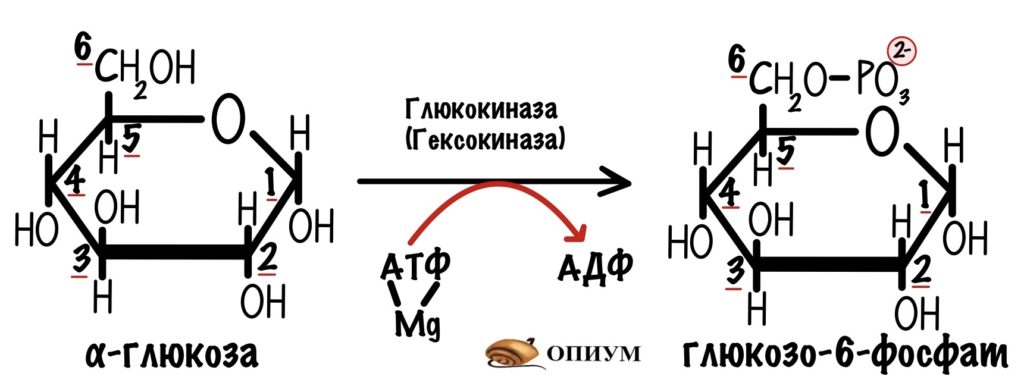 Первая реакция гликолиза - образование глюкозо-6-фосфата 