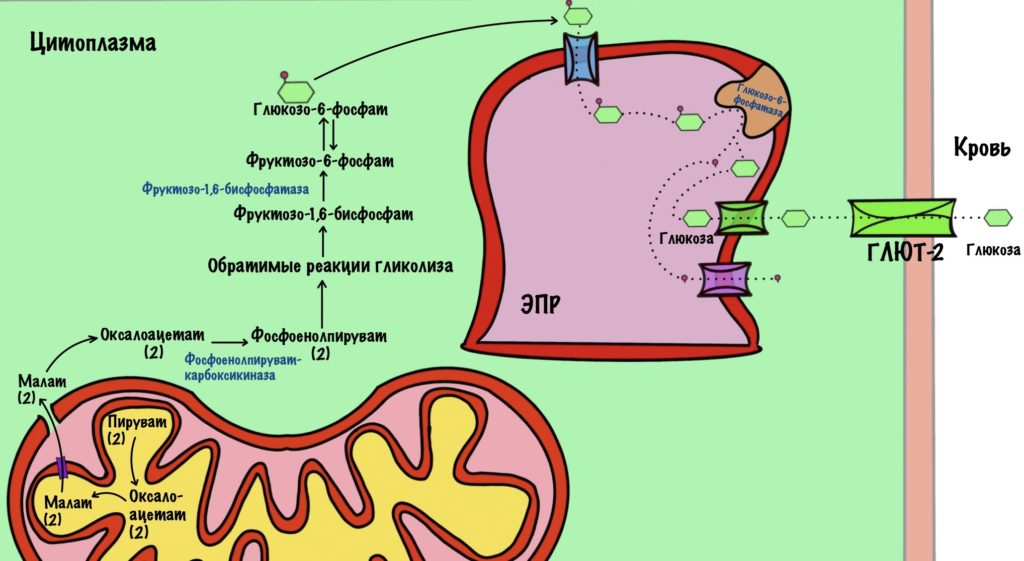 Глюконеогенез - общая схема
