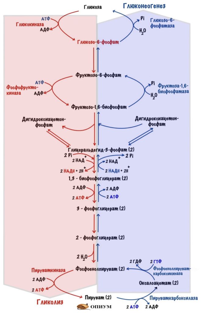 Общая схема глюконеогенеза и гликолиза