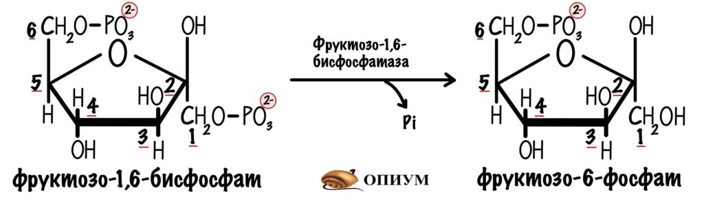 Второй обходной путь глюконеогенеза. Катализатор - фруктозо-1,6-бисфосфатаза