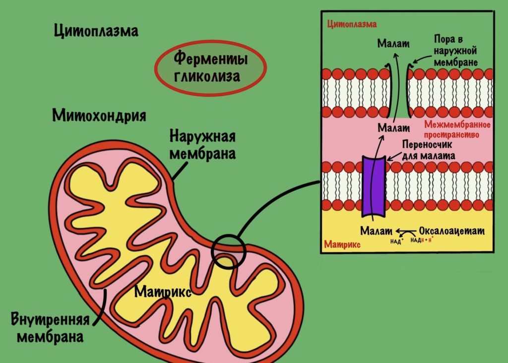 Транспорт малата через внутреннюю мембрану в ходе глюконеогенеза 