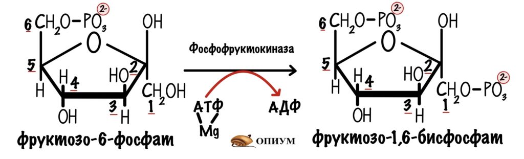 Третья реакция гликолиза - образование фруктозо-1,6-бисфосфата