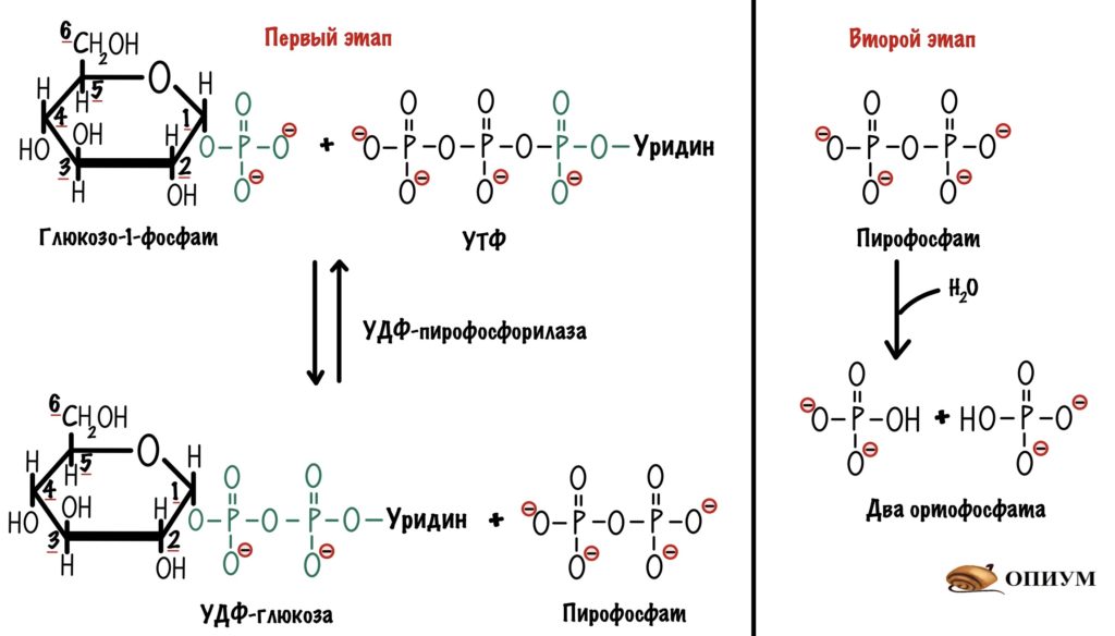 Два этапа реакции УДФ-пирофосфорилазы