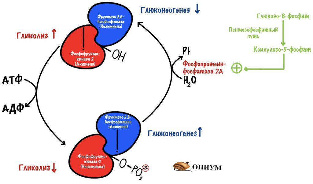 Влияние ксилулозо-5-фосфата на бифункциональный фермент 