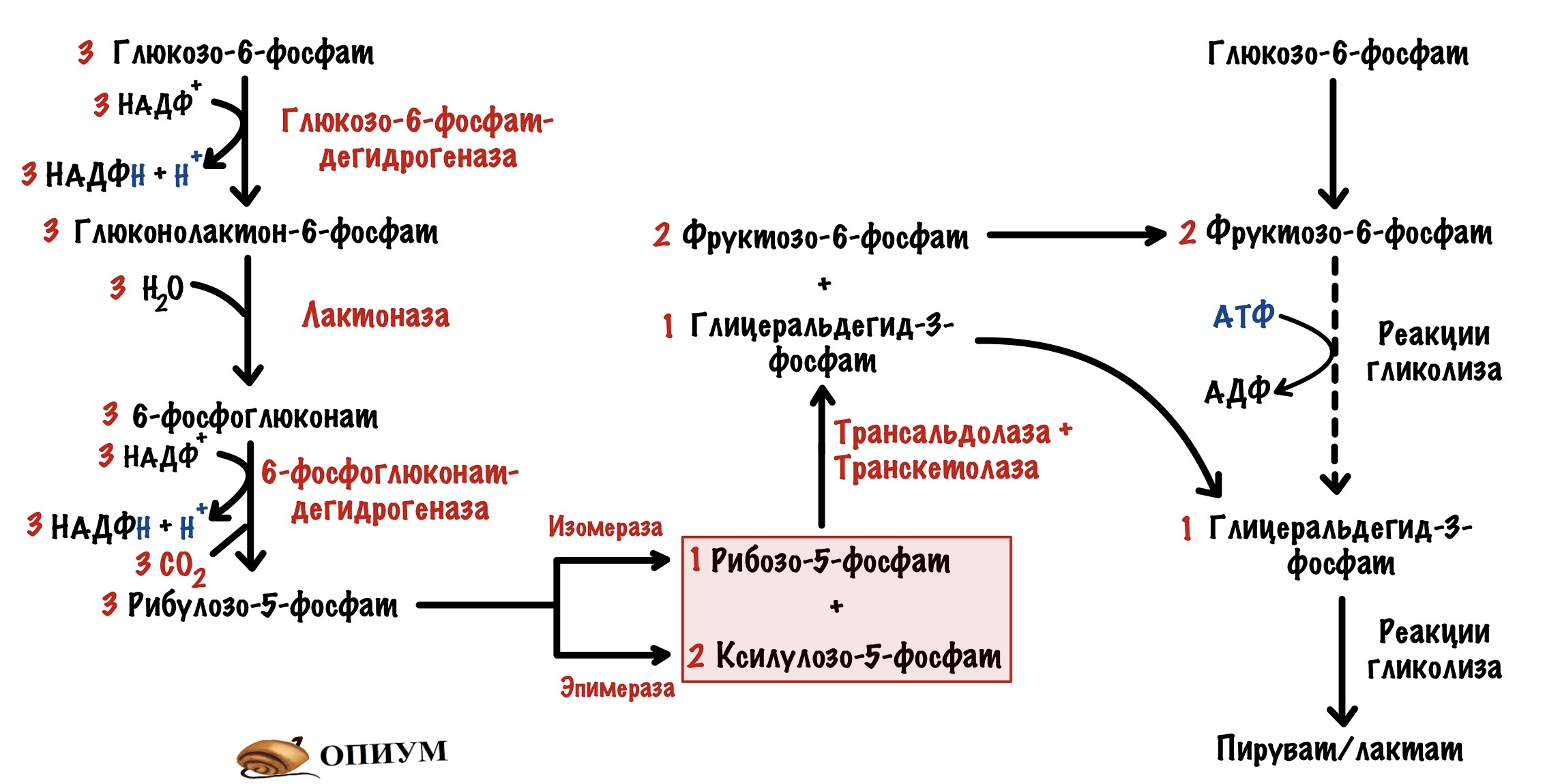 3 этап окисления глюкозы. Пентозофосфатный цикл биохимия. Пентозофосфатный путь Глюкозы. Транскетолазные реакции пентозофосфатного пути превращения Глюкозы. Пентозофосфатный путь реакции.