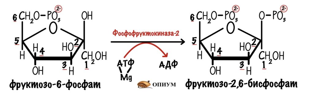 Регуляция гликолиза и глюконеогенеза. Образование фруктозо-2,6-бисфосфата. Фермент - фосфофруктокиназа-2