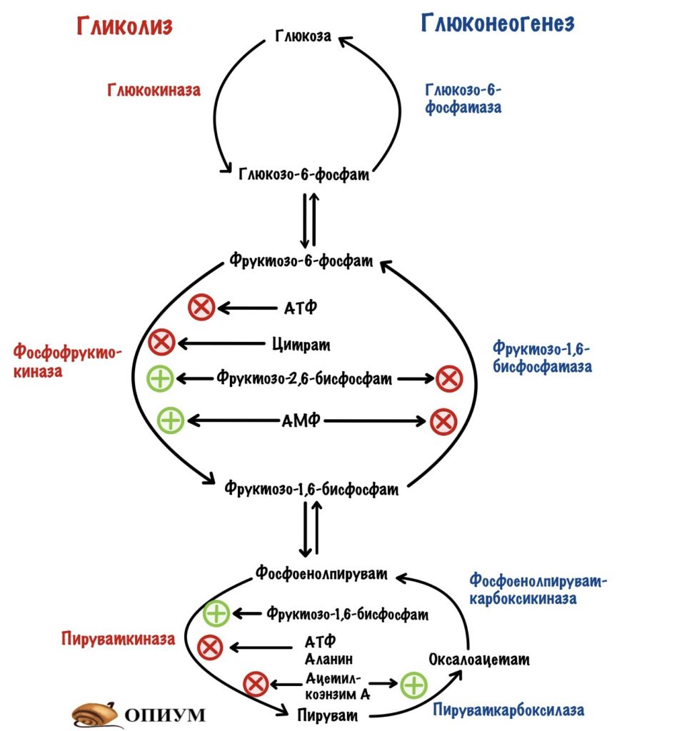 Реципрокная регуляция гликолиза и глюконеогенеза 