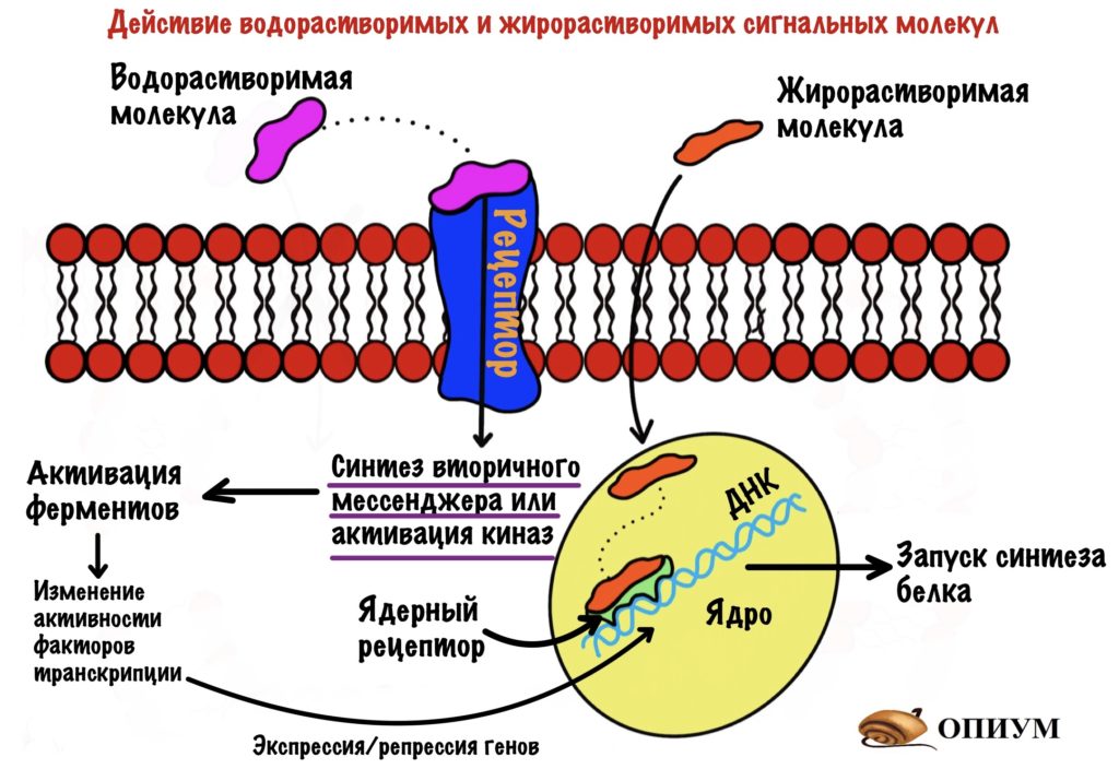 Регуляция гликолиза и глюконеогенеза. Экспрессия или репрессия синтеза ферментов