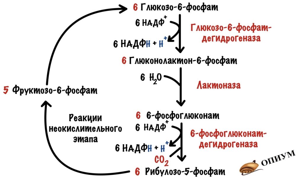Пентозофосфатный цикл. Образование НАДФH