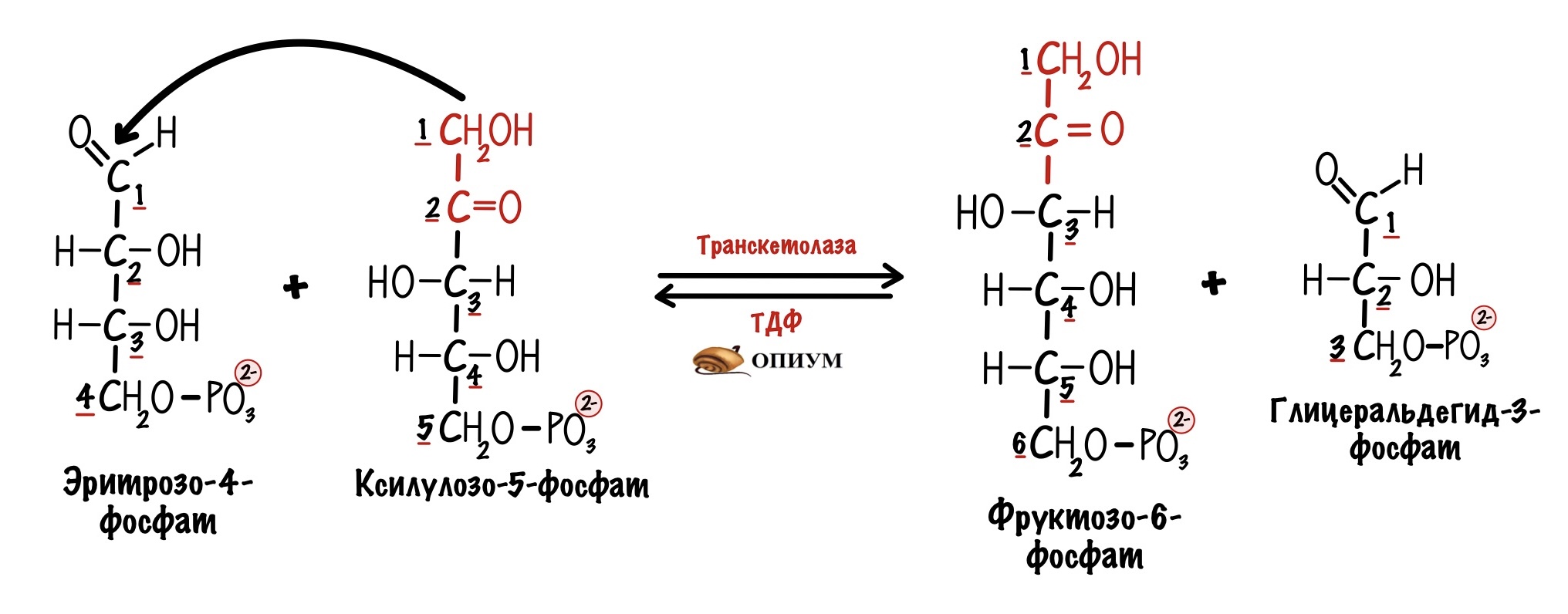 Окисление глюкозы кислородом реакция. Неокислительный этап пентозофосфатного пути. Пентозофосфатный путь биохимия реакции неокислительный этап. Транскетолаза. Транскетолазная стадия пентозофосфатного пути.