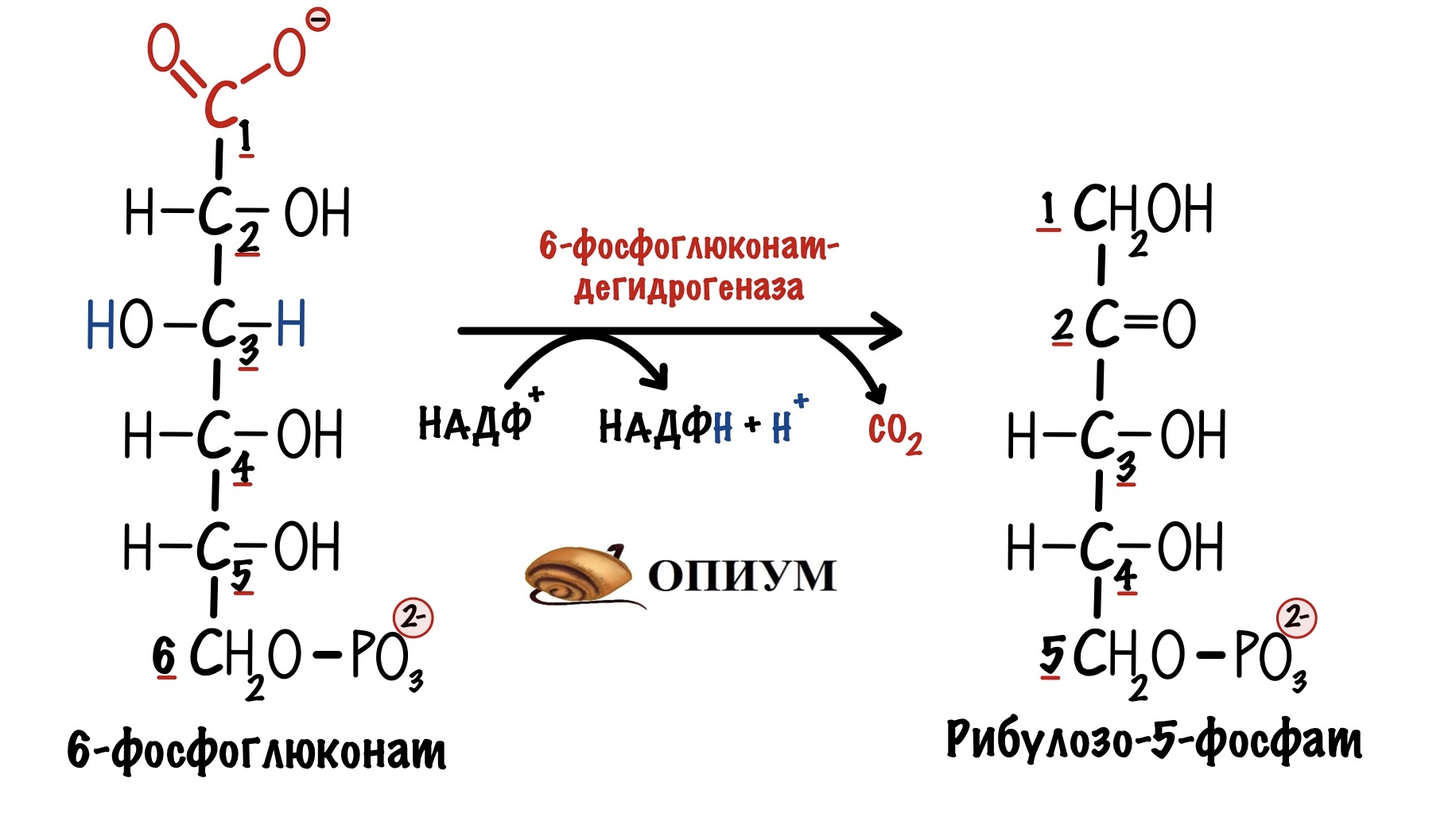 Реакция образования окисления глюкозы. Рибулозо-5-фосфат образование. Пентозофосфатный путь реакции. Реакция образование рибулоза-5-фосфата. Пентозофосфатный путь окисления Глюкозы.