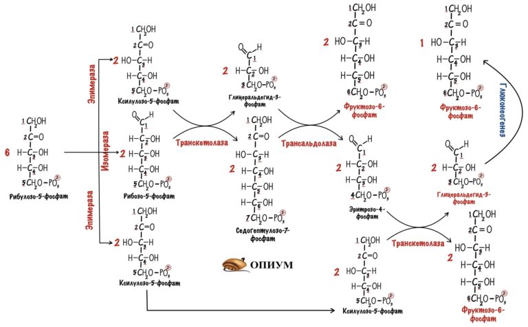 Пентозофосфатный путь окисления глюкозы