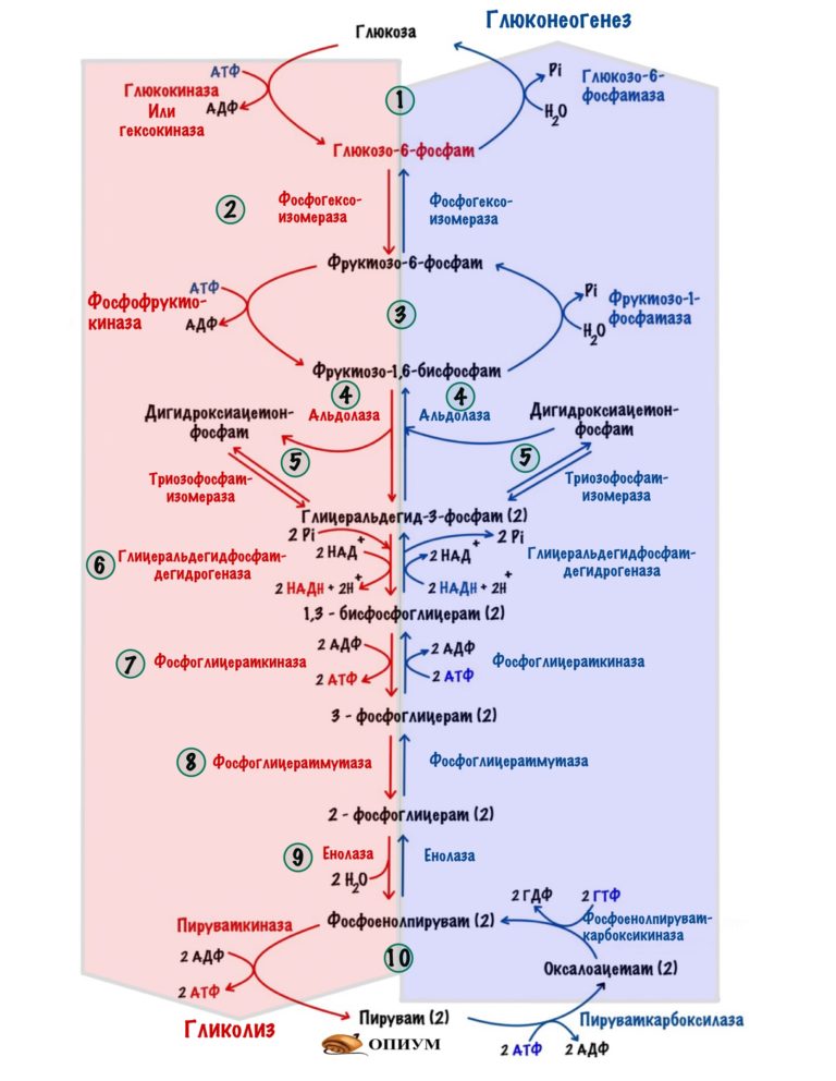 Регуляция гликолиза и глюконеогенеза 
