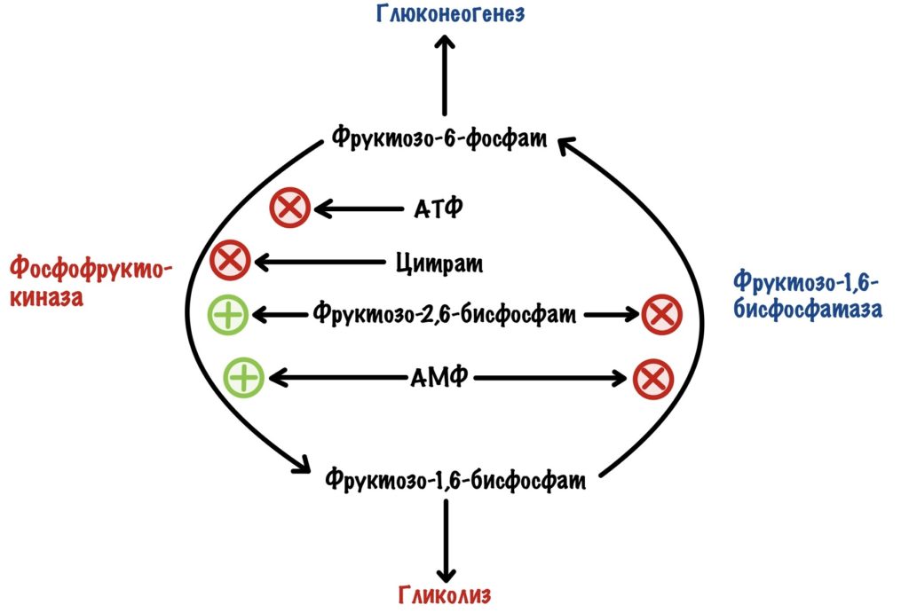 Реципрокная регуляция гликолиза и глюконеогенеза в печени 
