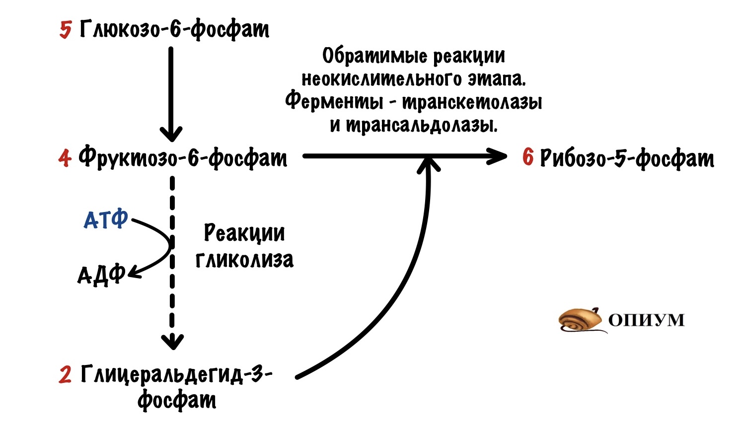 Последовательность этапов окисления глюкозы. Пентозофосфатный путь реакции. Окислительный пентозофосфатный путь. Пентозофосфатный путь биохимия. Пентозофосфатный путь окисления Глюкозы.