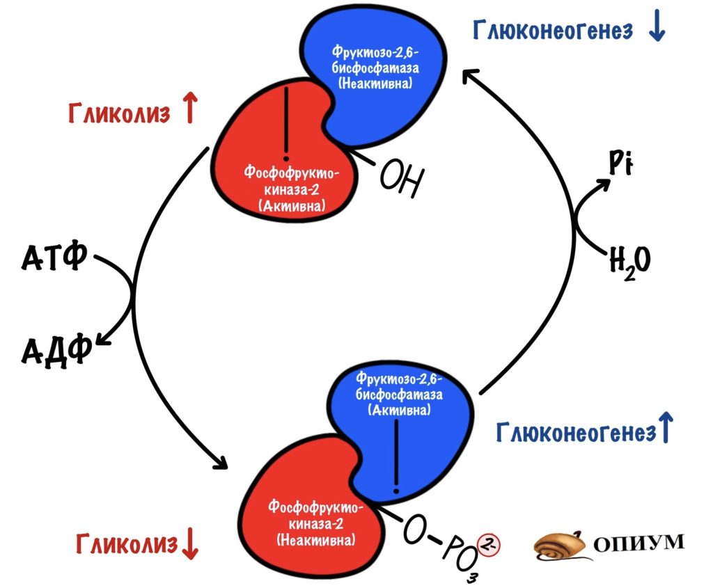 Регуляция гликолиза и глюконеогенеза. Изменение активности бифункционального фермента 